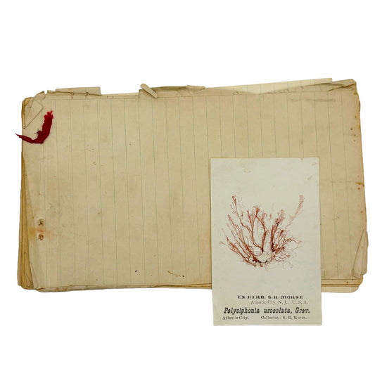 MORSE, S.R. - Untitled Seaweed Herbarium [Handmade, n.d./c1880s]