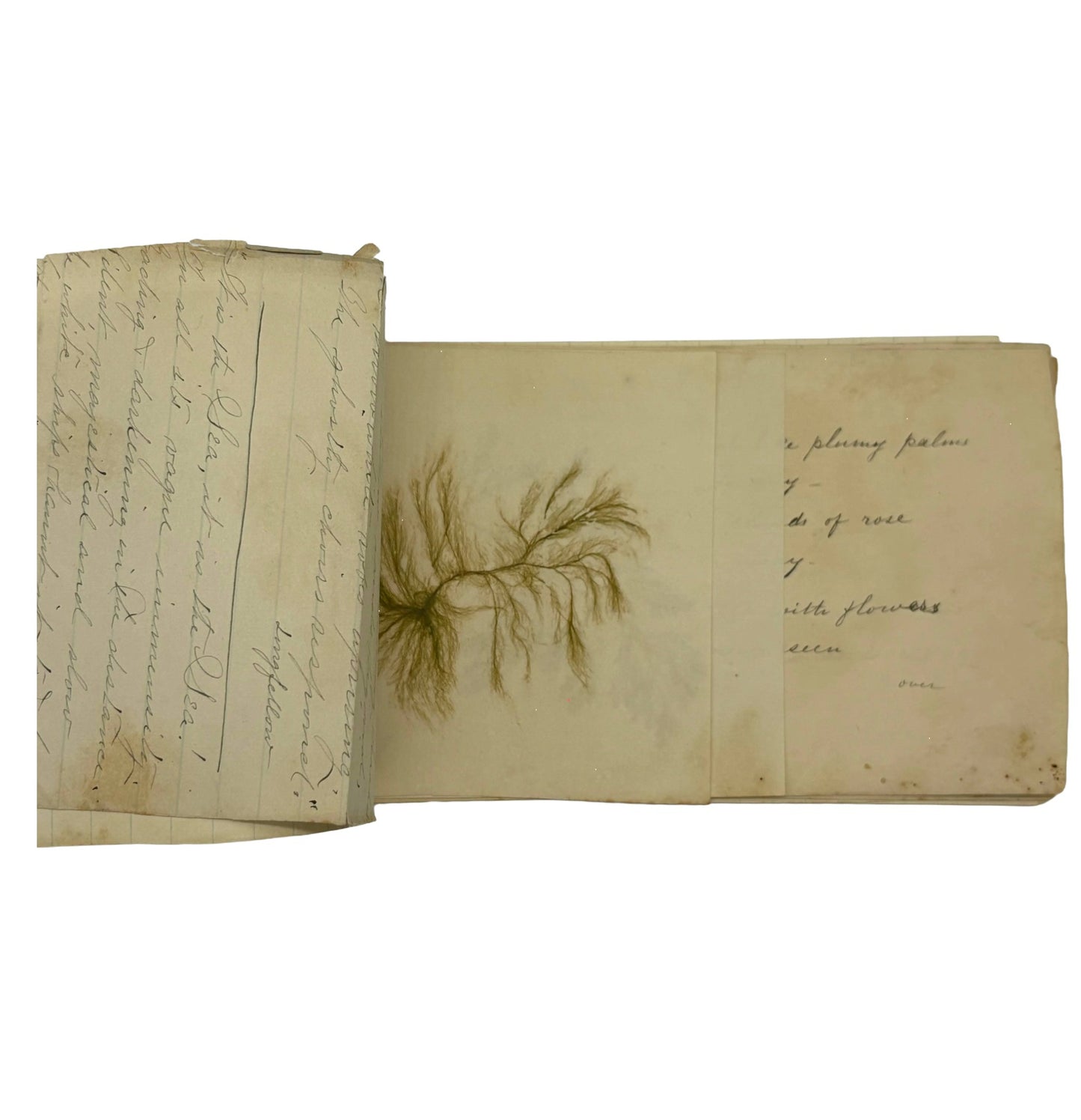 MORSE, S.R. - Untitled Seaweed Herbarium [Handmade, n.d./c1880s]