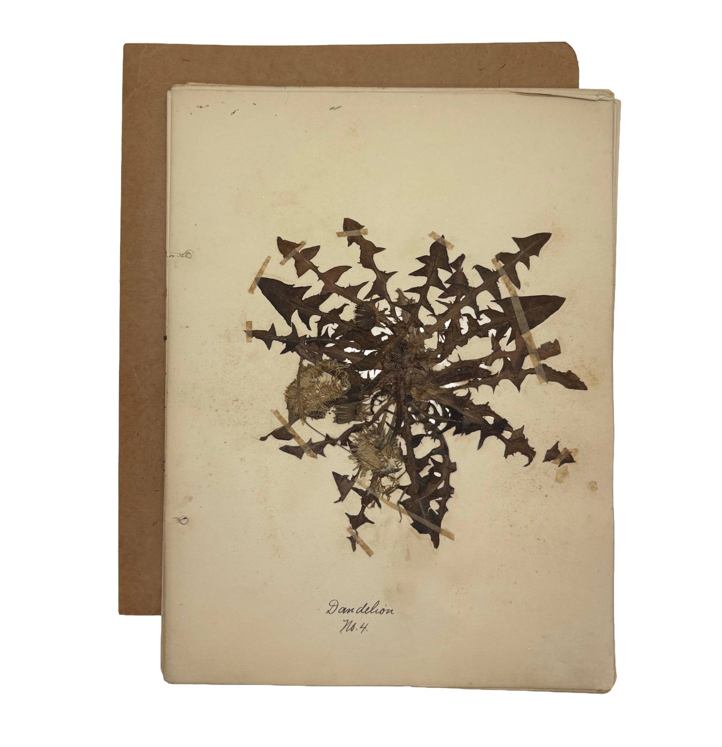 ANONYMOUS "Herbarium of Paul M. High." [Millersburg High School, 1906]