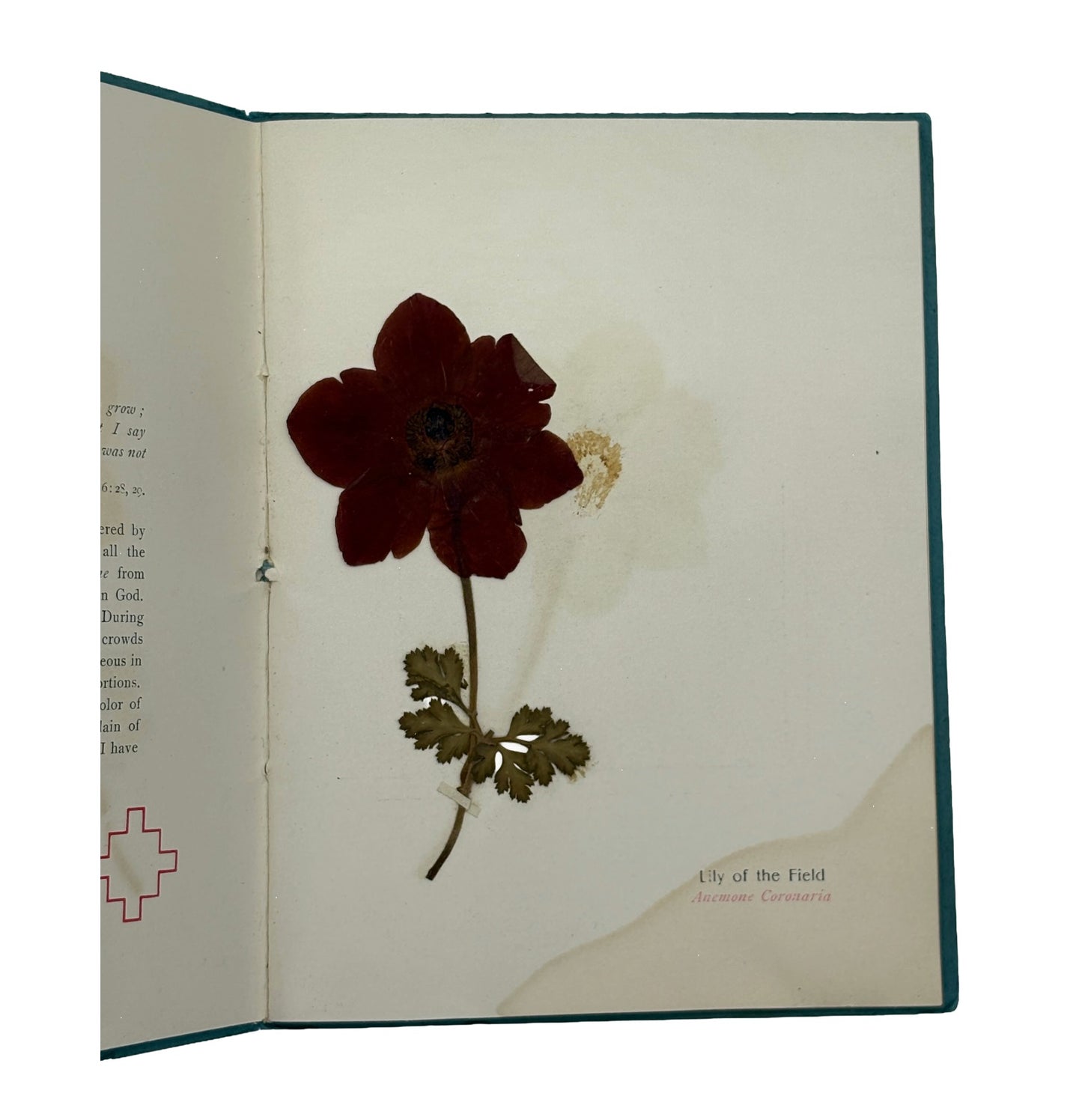 GREENE, Rev. Harvey B. "Pressed Flowers From the Holy Land" [Harvey B. Greene, 1902]