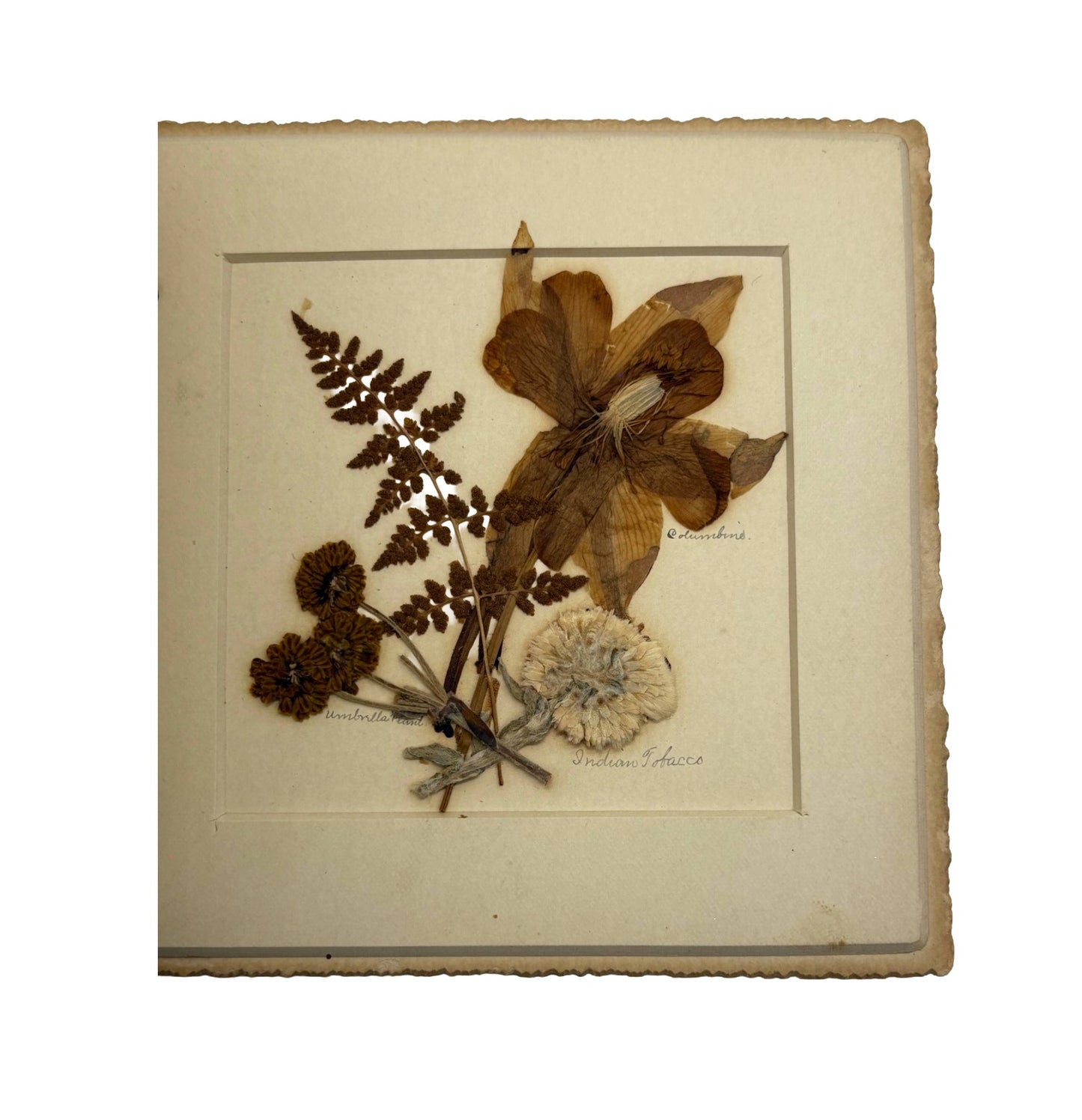 ANONYMOUS "Rocky Mountain Wild Flowers" [Unknown, n.d./c1901]